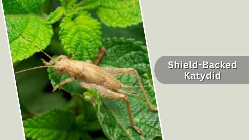 Shield-Backed Katydid