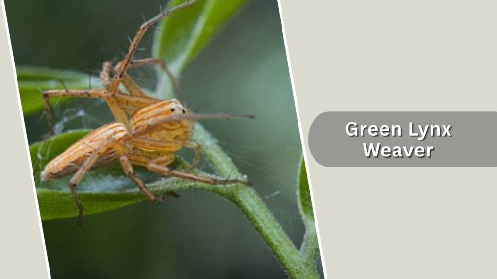 Green Lynx Weaver