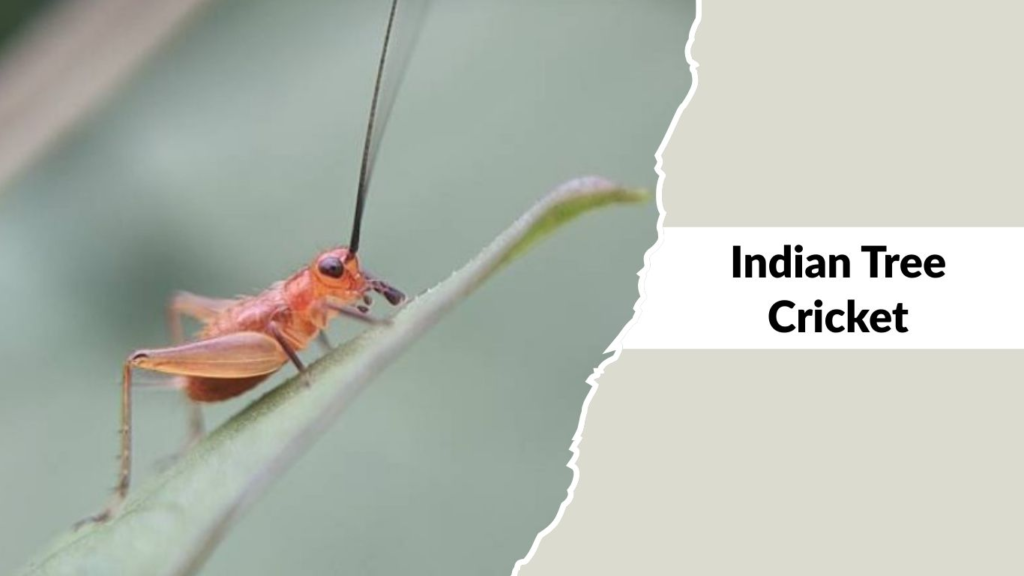 Indian Tree Cricket