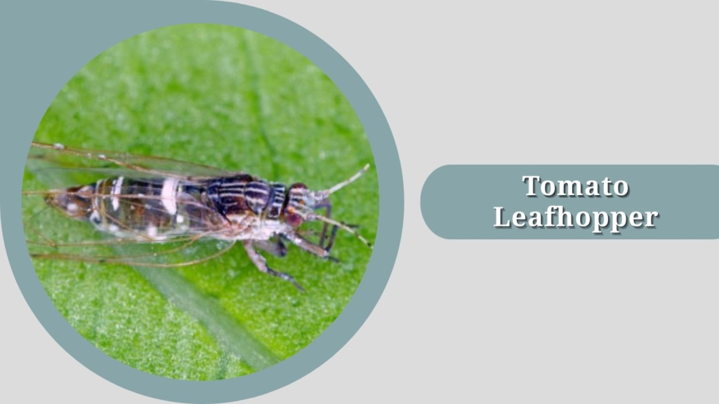 Tomato Leafhopper