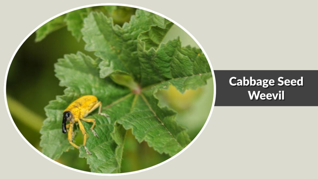 Cabbage Seed Weevil 