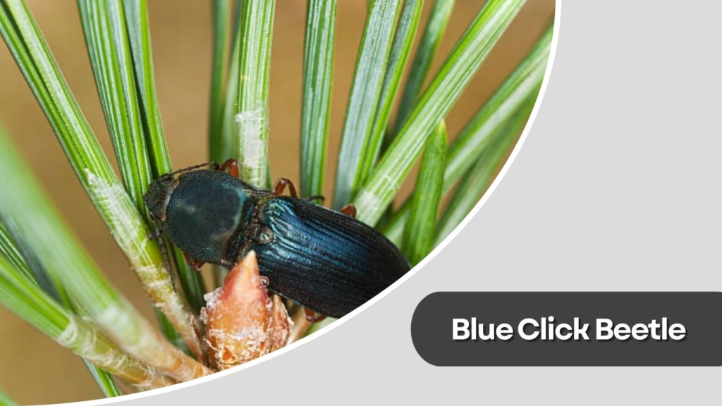 Blue Click Beetle