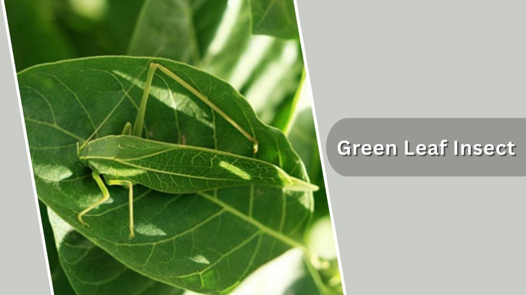 Green Leaf Insect