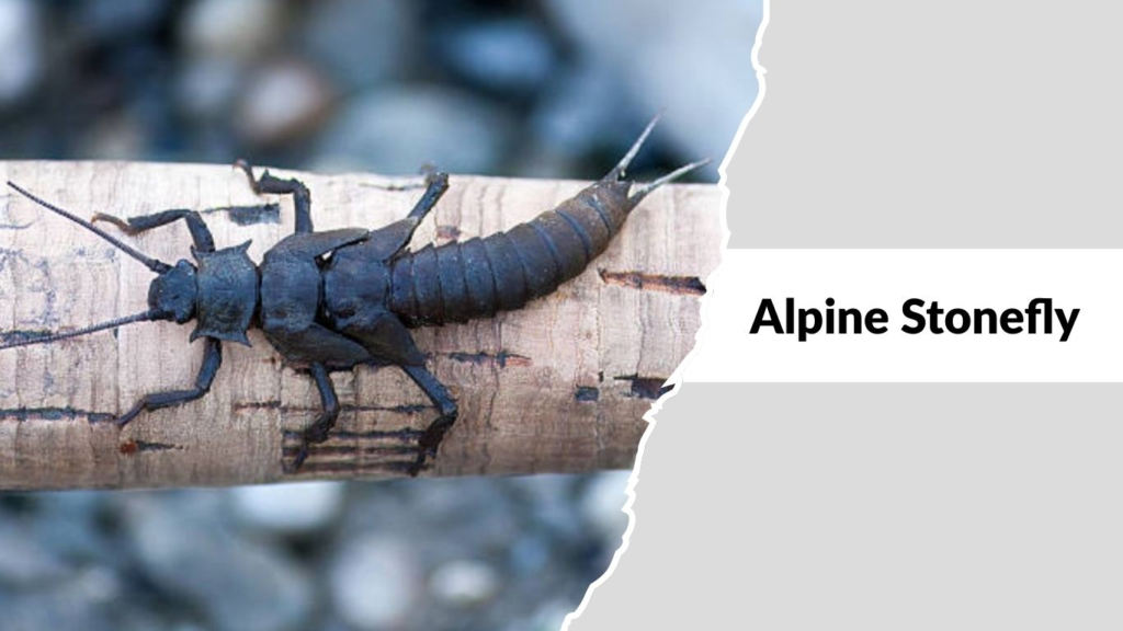 Alpine Stonefly