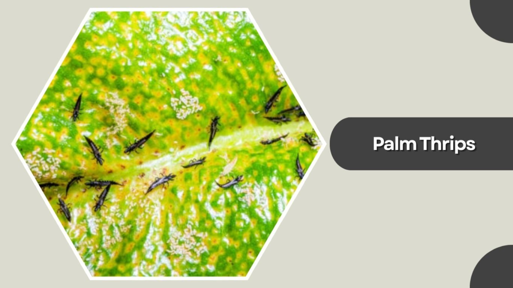 Palm Thrips