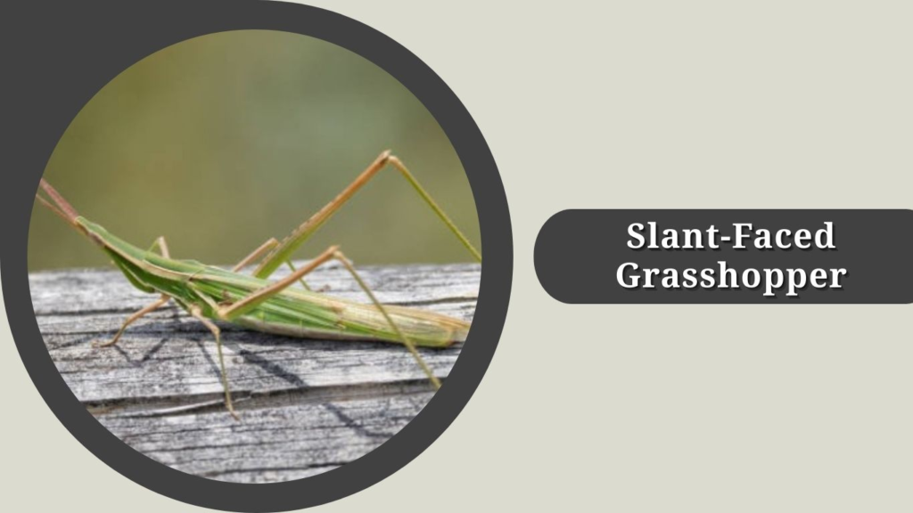 Slant-Faced Grasshopper