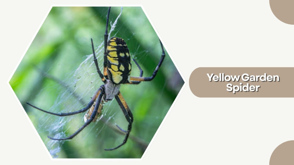 Yellow Garden Spider