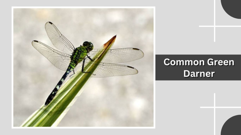 Common Green Darner