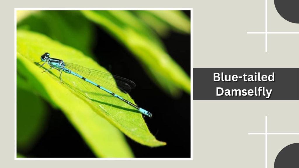 Blue-tailed Damselfly