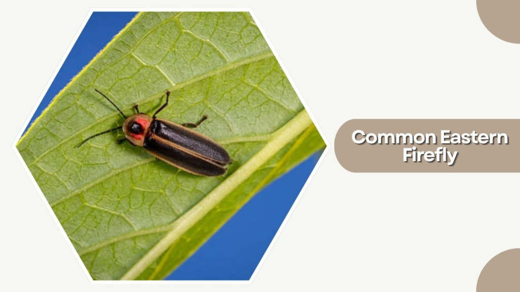 Common Eastern Firefly