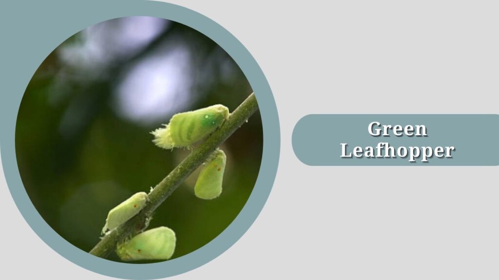 Green Leafhopper