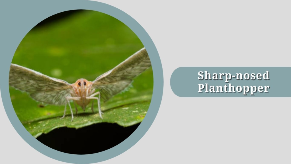 Sharp-nosed Planthopper