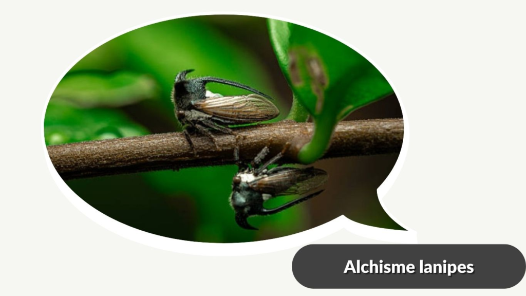 Alchisme lanipes