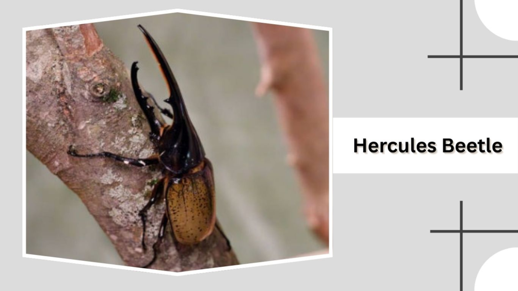 Hercules Beetle