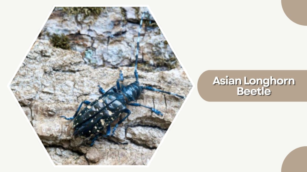 Asian Longhorn Beetle