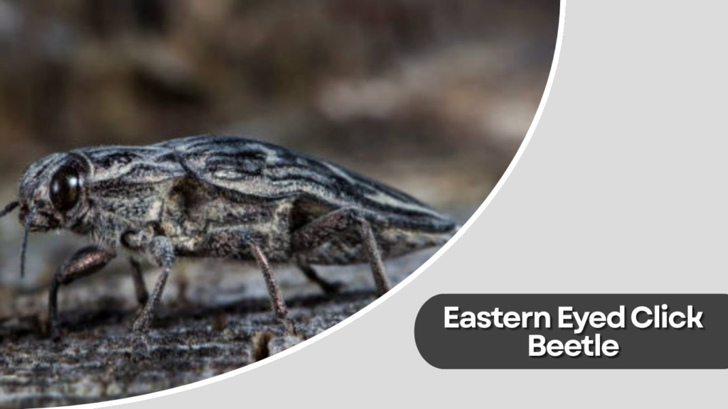Eastern Eyed Click Beetle