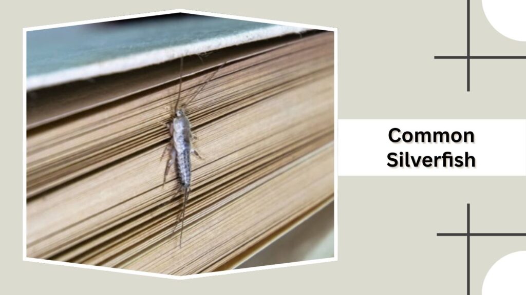 Common Silverfish