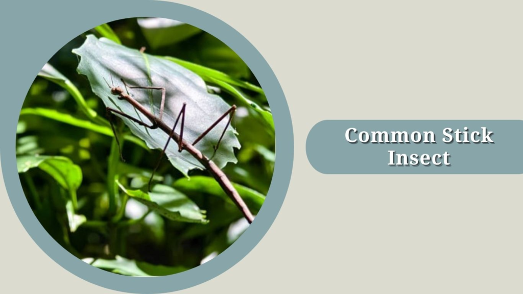 Common Stick Insect