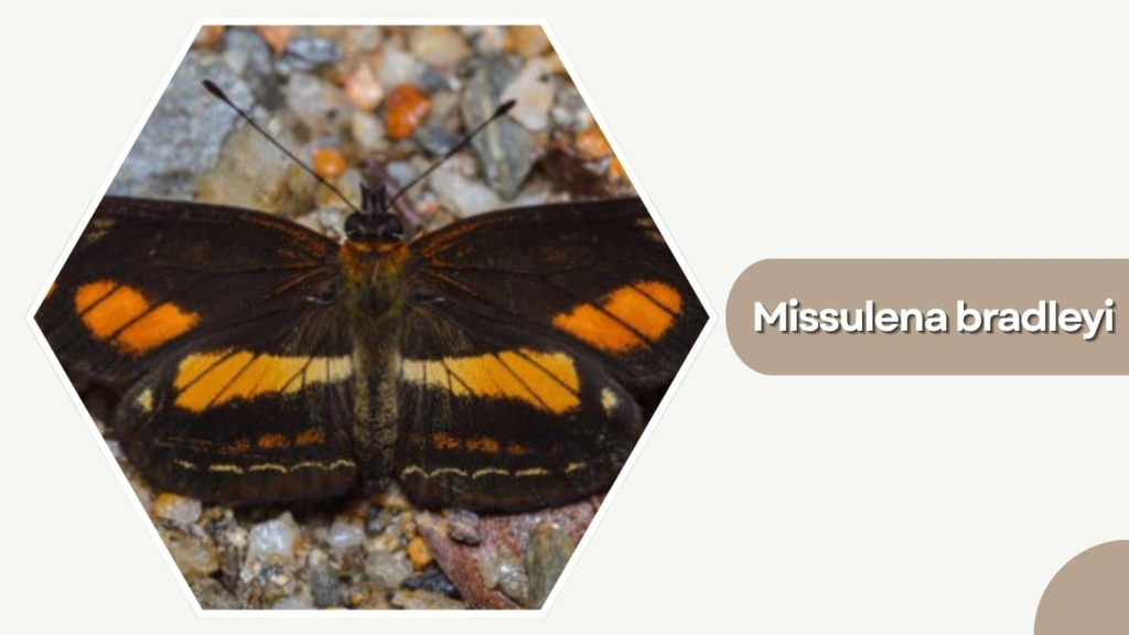 Missulena bradleyi 