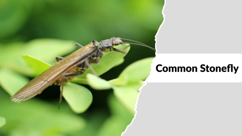 Common Stonefly