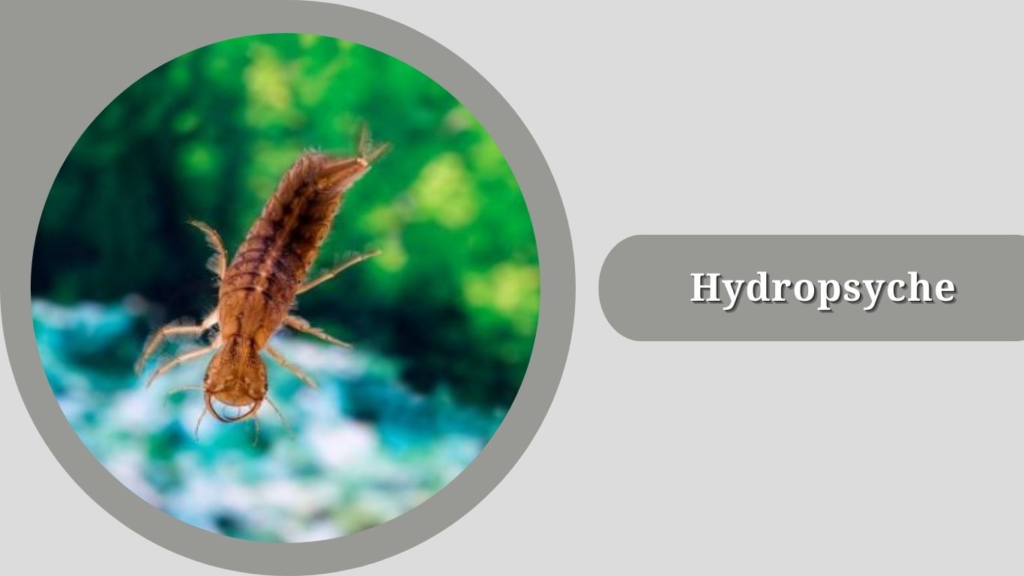 Hydropsyche