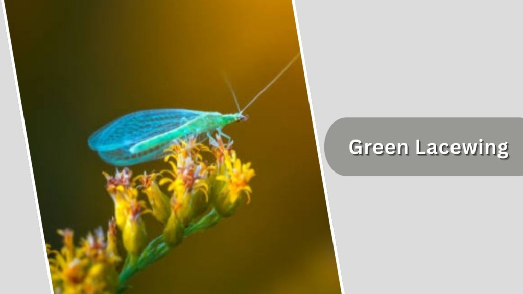 Green Lacewing