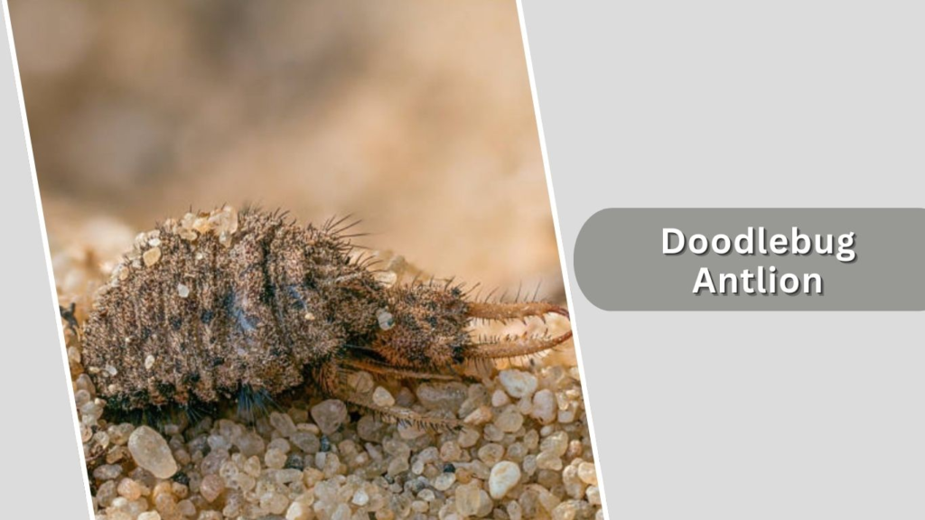 Doodlebug Antlion