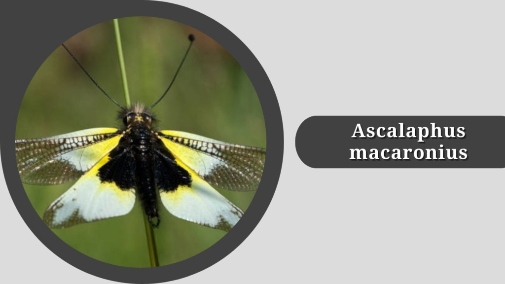 Ascalaphus macaronius 