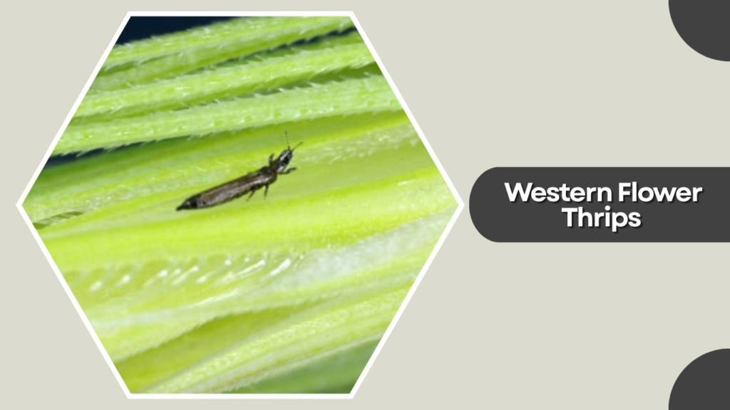 Western Flower Thrips