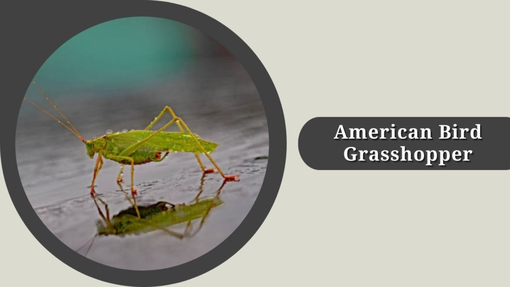 American Bird Grasshopper