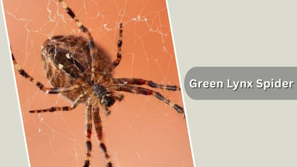 Green Lynx Spider