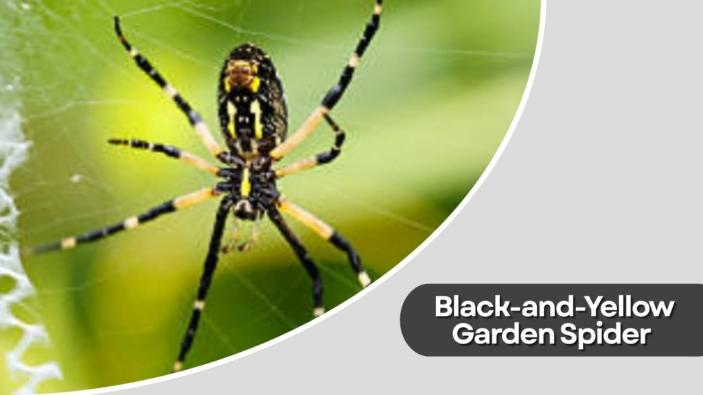 Black-and-Yellow Garden Spider