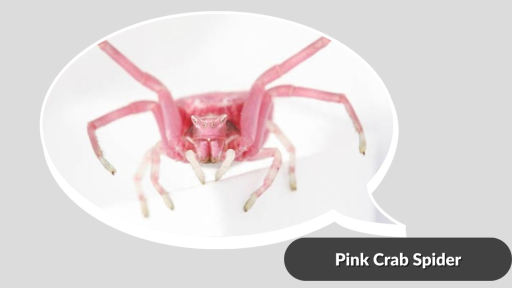 Pink Crab Spider