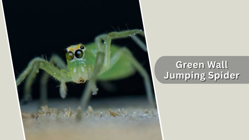 Green Wall Jumping Spider