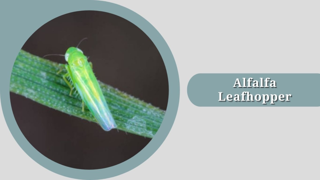 Alfalfa Leafhopper