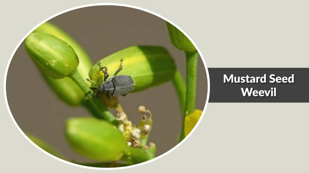 Mustard Seed Weevil