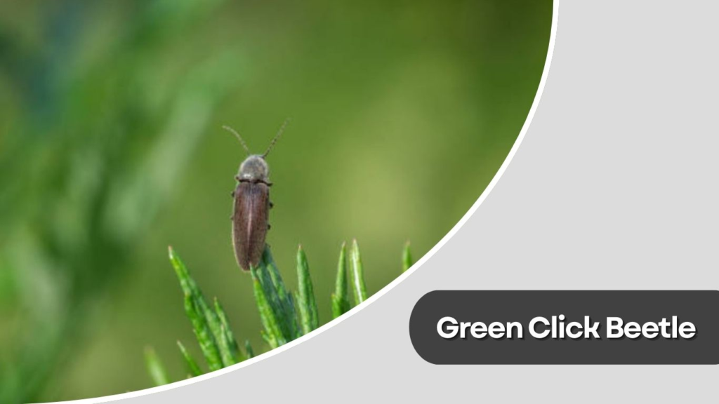 Green Click Beetle