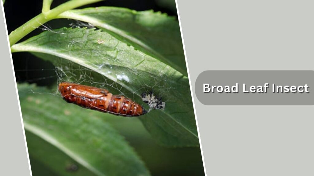 Broad Leaf Insect