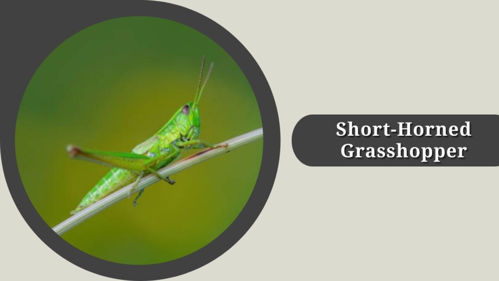 Short-Horned Grasshopper