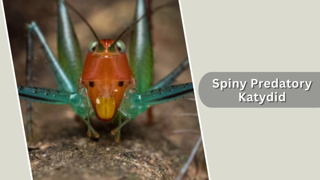 Spiny Predatory Katydid