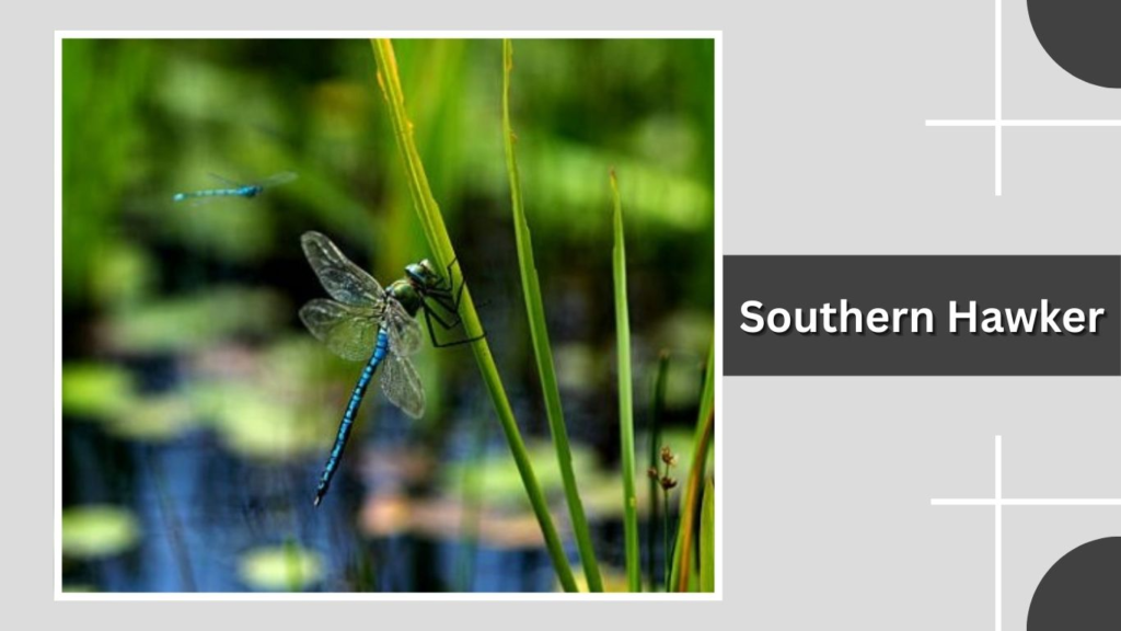 Southern Hawker