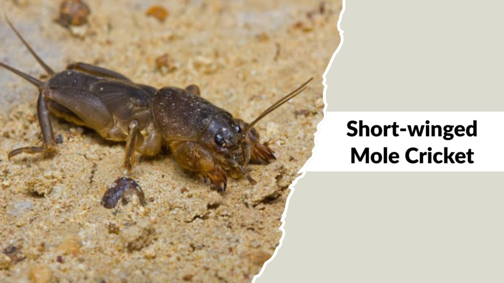 Short-winged Mole Cricket