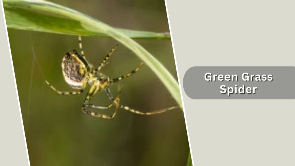 Green Grass Spider