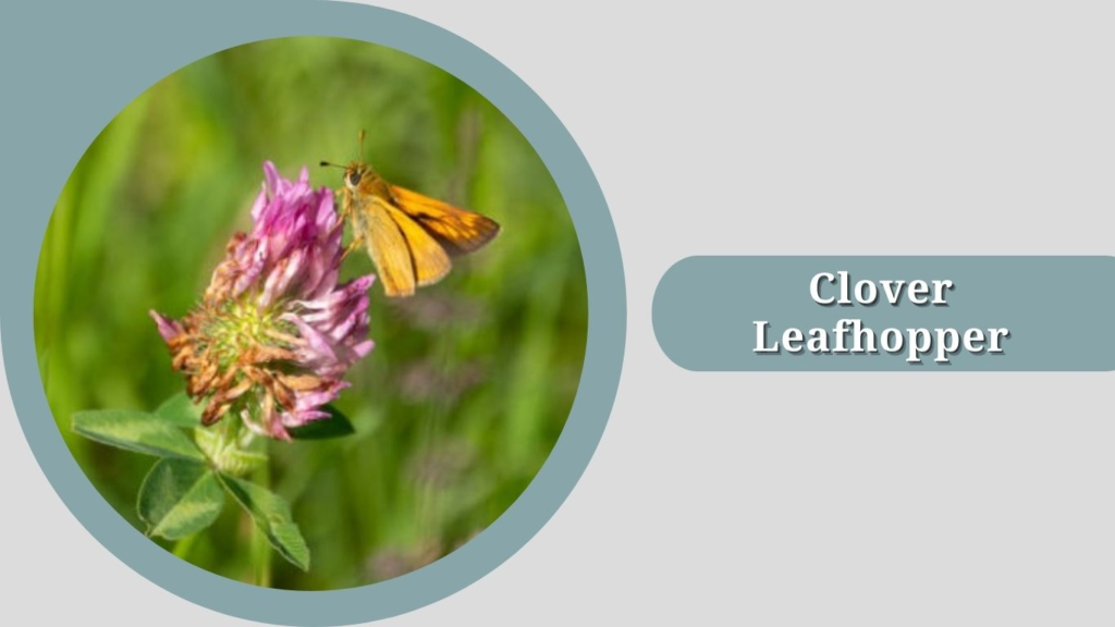 Clover Leafhopper