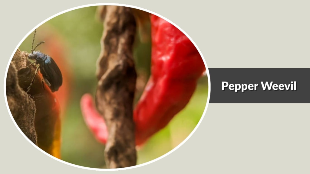 Pepper Weevil