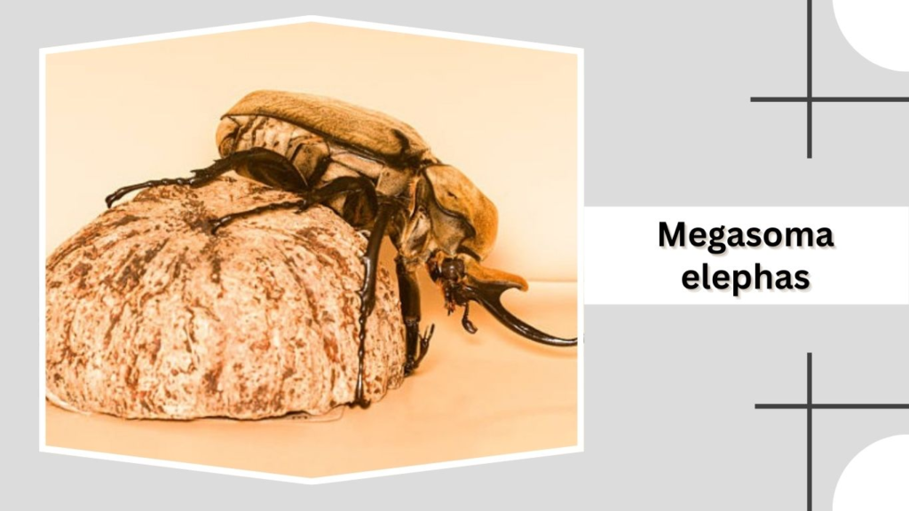 Megasoma elephas