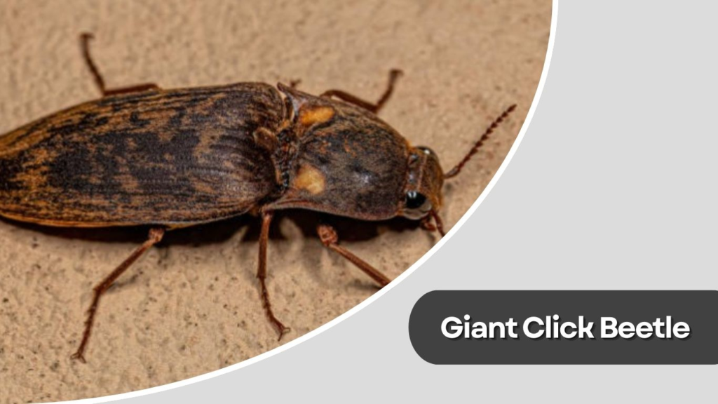  Giant Click Beetle