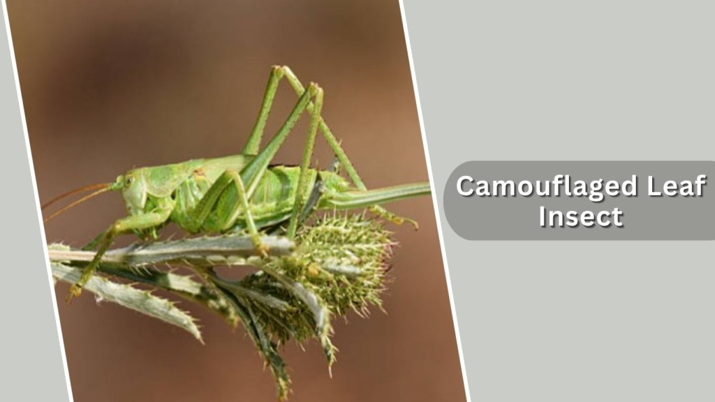  Camouflaged Leaf Insect