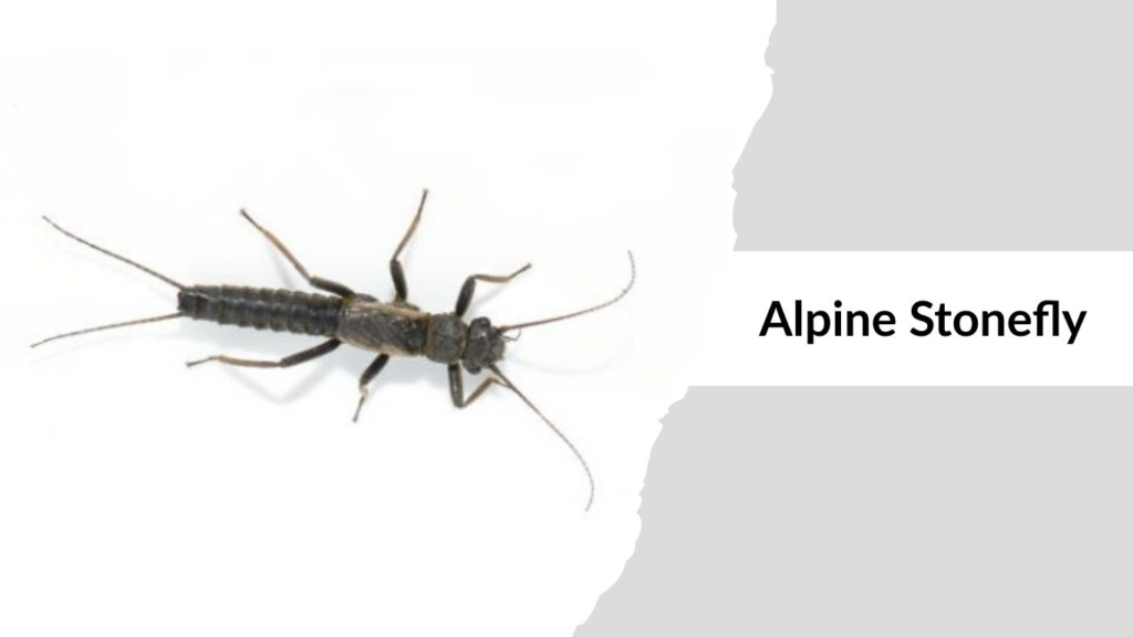 Alpine Stonefly