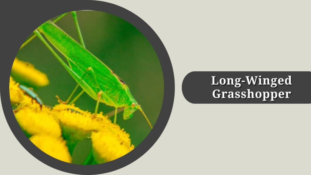 Long-Winged Grasshopper